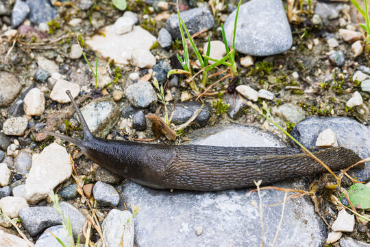 Schwarzer Schnegel (Limax cinereoniger)