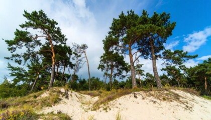 Tall pine trees stand proudly on a sandy dune, bathed in bright sunlight against a partly cloudy sky.