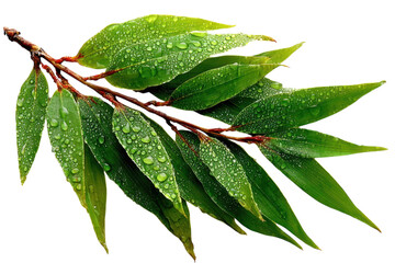 Fresh green leaves with water droplets on a branch close up view on transparent background