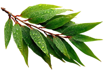 Fresh green leaves with water droplets on a branch close up view on transparent background