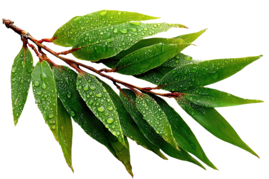 Fresh green leaves with water droplets on a branch close up view on transparent background