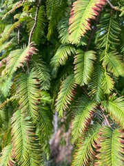 Metasequoia glyptostroboides, Common Names, Dawn redwood, Water fir in August in England.