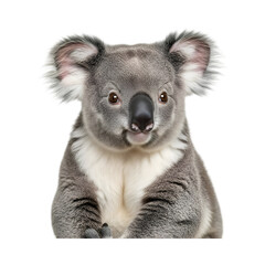 Fototapeta premium close up of a koala transparent background