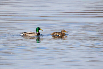 Stockentenpaar schwimmt hintereinander im See