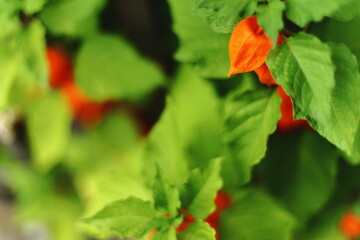 Close-up of orange physalis lantern flowers with green leaves, natural macro photography of autumn...