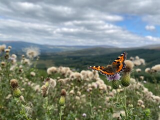 butterfly on a flower