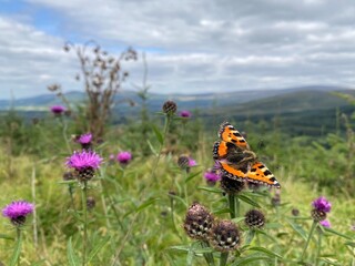 butterfly on a flower