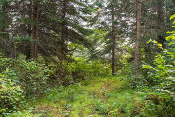 Summer hiking in the Saskatchewan forest
