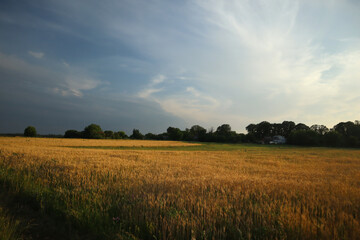 Obraz premium A small wheat field near the village on a summer evening.