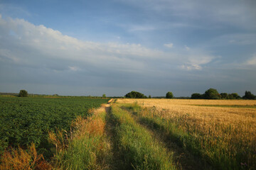 Obraz premium Overgrown dirt road between soybean and wheat fields on a summer evening.