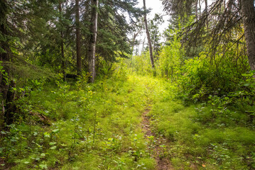 Summer hiking in the Saskatchewan forest