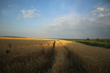 Fototapeta premium Path through a field with ripe ears of wheat in the evening.