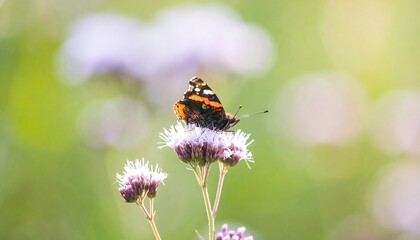 A vibrant butterfly rests gracefully on a delicate flower head, showcasing its intricate orange and black markings against a soft, blurred natural backdrop.