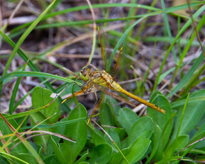 Meadowhawk dragonfly on the ground