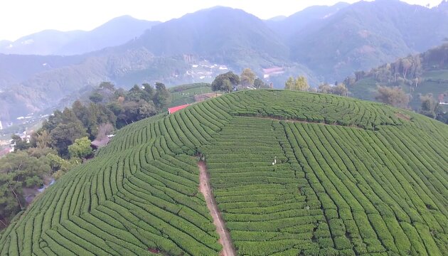 A high-angle view showcases a lush tea plantation, terraced meticulously up a hillside, with rolling green hills and distant hazy mountains.