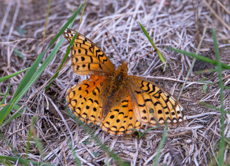 Fritillary butterfly in the summer