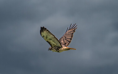 Red tailed hawk flying against cloudy sky