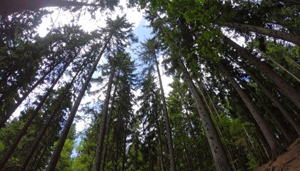 Fototapeta premium Tall trees reaching towards a partly cloudy sky in a dense forest.
