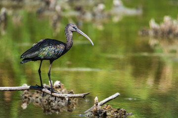 Glossy Ibis perched on a branch in a wetland in Granada, Andalusia, side view. (Plegadis falcinellus)