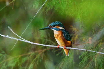 Common Kingfisher (Alcedo atthis) perched on a branch in a natural environment.