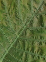 close up of taro leaves