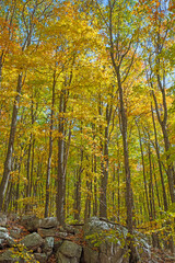 Wall of Yellow in the Autumn Forest