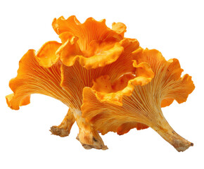 Vibrant chanterelle mushrooms for culinary inspiration and recipes on a transparent background, cut out