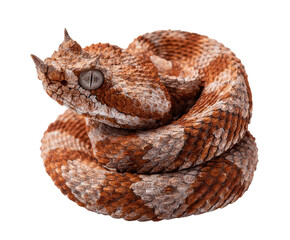 Obraz premium Unique brown and white snake coiled in natural pose on a transparent background, cut out