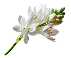 Elegant white flowers for decorative purposes in crafts and designs on a transparent background, cut out