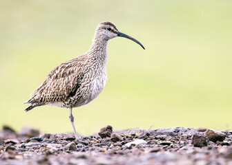 Icelandic Whimbrels