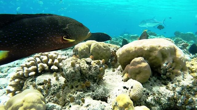 Maldives underwater world with close up variola louti and peacock grouper fishs shoaling in corals 