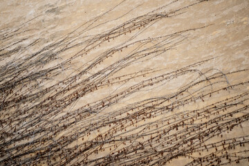 Bare vine branches crawling on old wall, natural pattern of climbing plant in winter season, abstract organic design detail in architecture and urban nature coexistence background texture