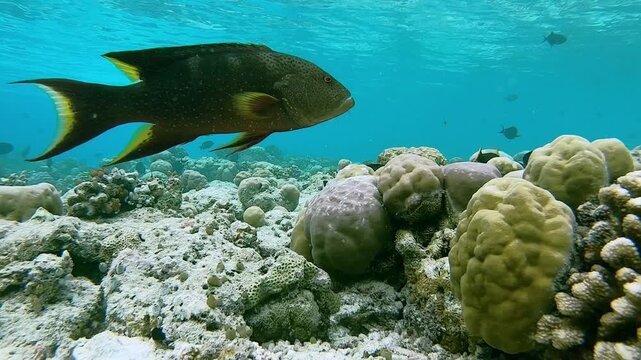 Maldives underwater world with close up variola louti and peacock grouper fishs shoaling in corals