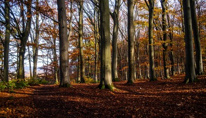 Obraz premium Autumnal woodland path, bathed in sunlight, showcasing tall trees and a carpet of fallen leaves.