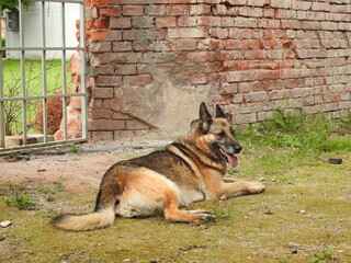 a stray german shepherd dog sitting on the grass