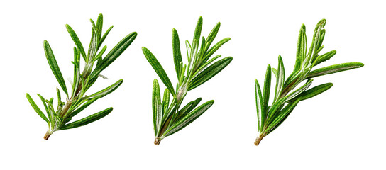 Fresh rosemary sprigs against black background (1)