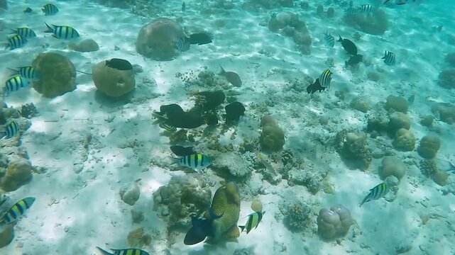 Two titan trigger fish fight with each other among tropical coral in reef of Maldives island in wide angle video camera mode