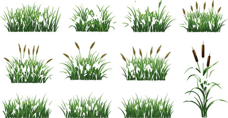 Green Grass and Reed Plant Set vector Illustrations – Realistic Set of Meadow and Wetland Vegetation in Different Growth Stages Isolated on White Background