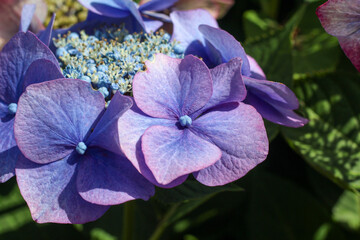 the coloring of the hydrangea