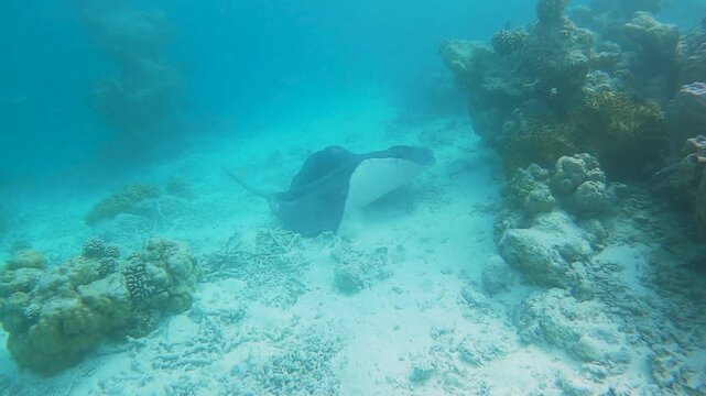  Swimming stingray over the seabed in a tropical coral reef
