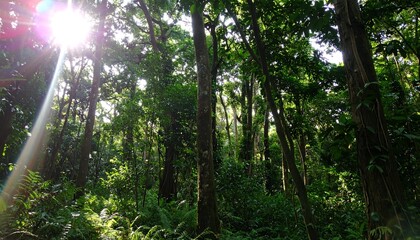 Fototapeta premium Sunlight streams through a dense forest canopy, illuminating the verdant undergrowth and tall trees.