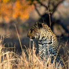 Obraz premium A leopard in the tree