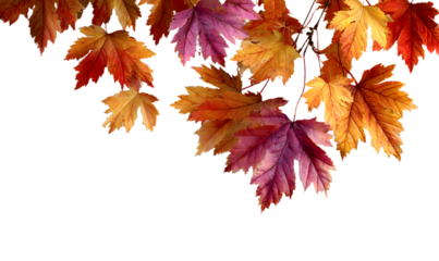 autumn background with maple leaves