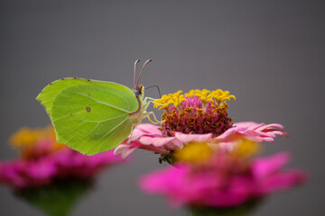 butterfly on flower