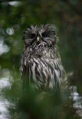 owl in the zoo