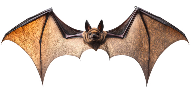 Bat with outstretched wings isolated on a transparent background