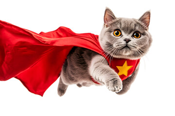 British Shorthair cat superhero costume isolated on a transparent background