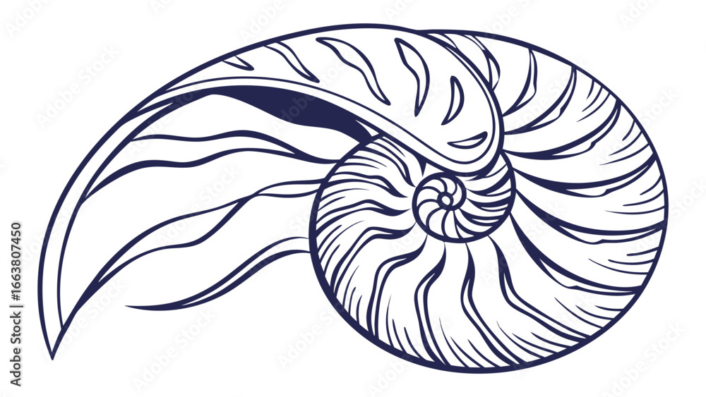 Poster detailed line art illustration of a nautilus shell with intricate spiral pattern design element