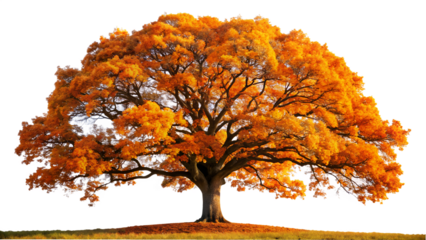 Majestic autumn tree with vibrant orange foliage, isolated on transparent background