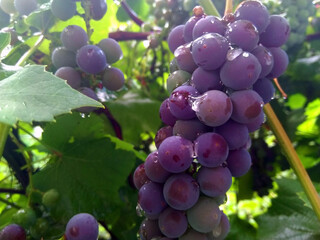 Young fresh grapes on the branches in a drop of dew.